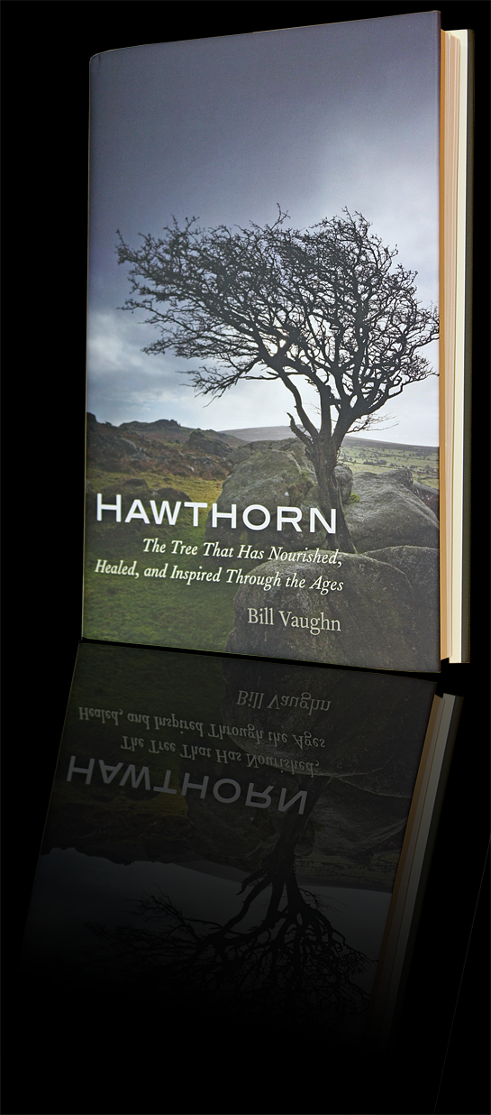 Hawthorn, by Bill Vaughn