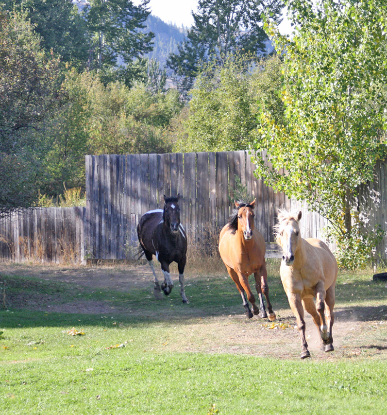 Horses returning from their pasture at dinnertime