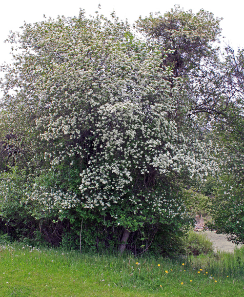 A Douglas hawthorn blooming in May at Dark Acres